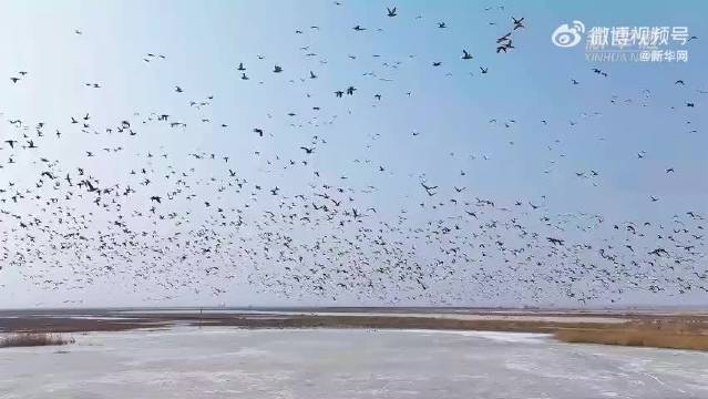 内蒙古科尔沁湿地万鸟齐飞，周深歌声伴美景