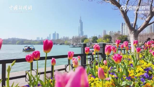 南京玄武湖14万株郁金香盛放，王一博歌声伴春色