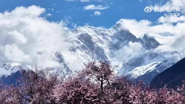 林芝三月桃花盛开，南迦巴瓦雪山与雅鲁藏布江共绘春日画卷