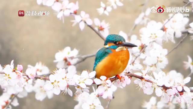 春风拂面万物复苏，鸟语花香拥抱春天