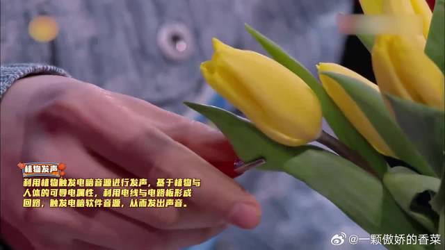 阿弗娄周笔畅现场演示植物发声，何炅惊呆了，好神奇