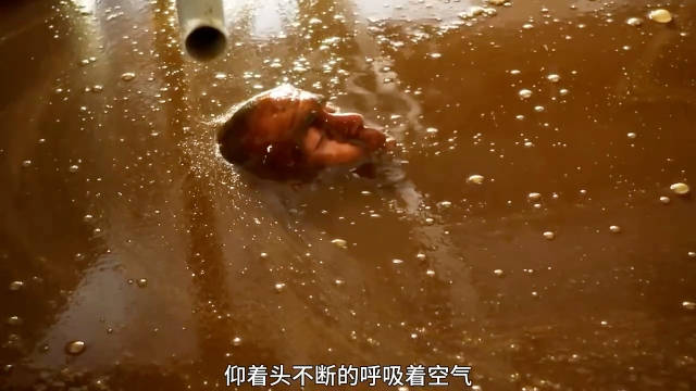 男人偷吃刚做好的巧克力