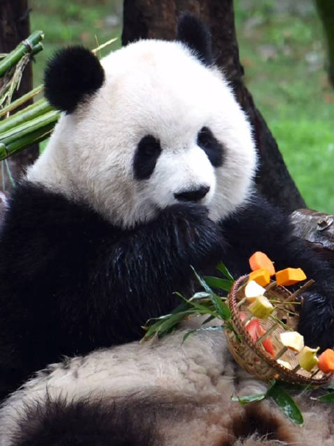 渝爱女王获果果王冠享用美食