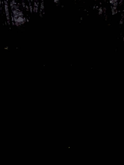 感恩大自然顶级浪漫的馈赠， 看看萤火虫吧