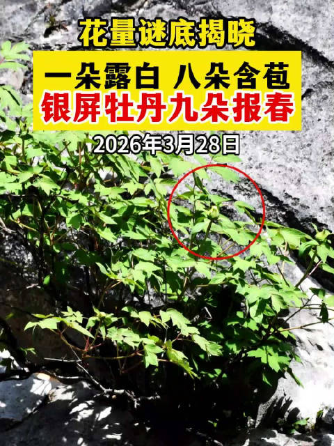 巢湖银屏山千年白牡丹绝壁绽放