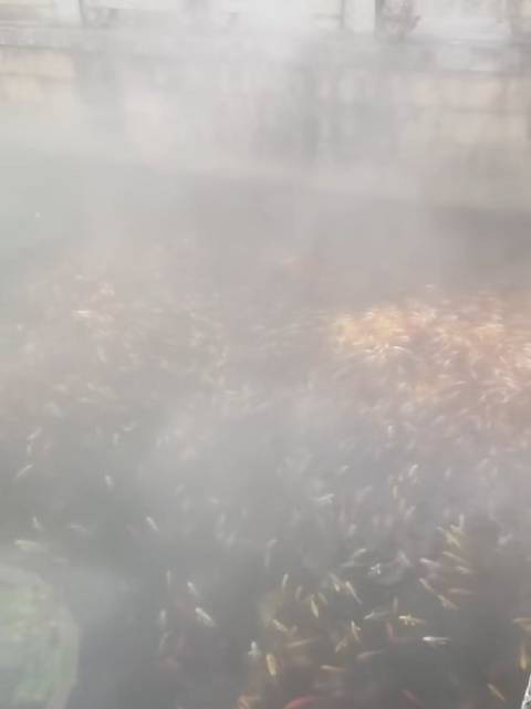 小金鱼云雾池塘悠游如仙境