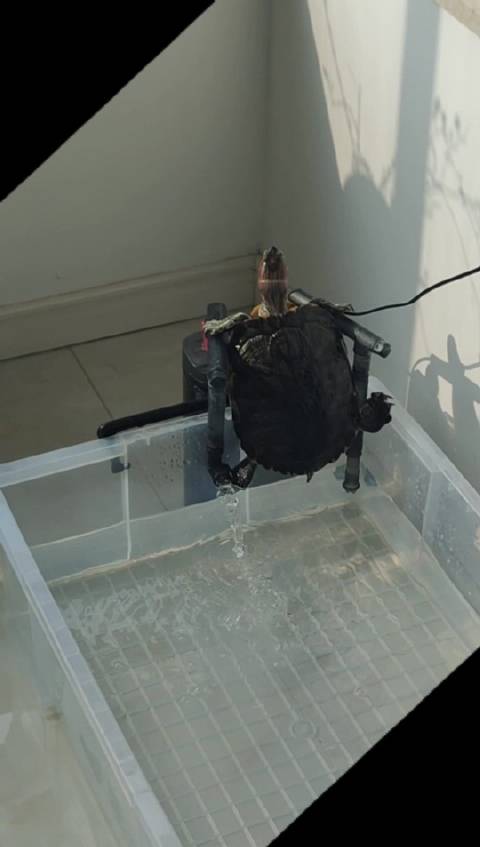 前脚刚出眠，后脚就动脑筋要“越狱” 十一真的是有的是力气和手段