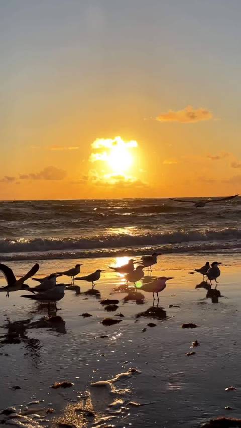 晨曦中海鸟剪碎浪花，2026我的动物朋友