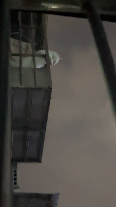 3月28日凌晨傻猫再次越狱，借宿邻居家