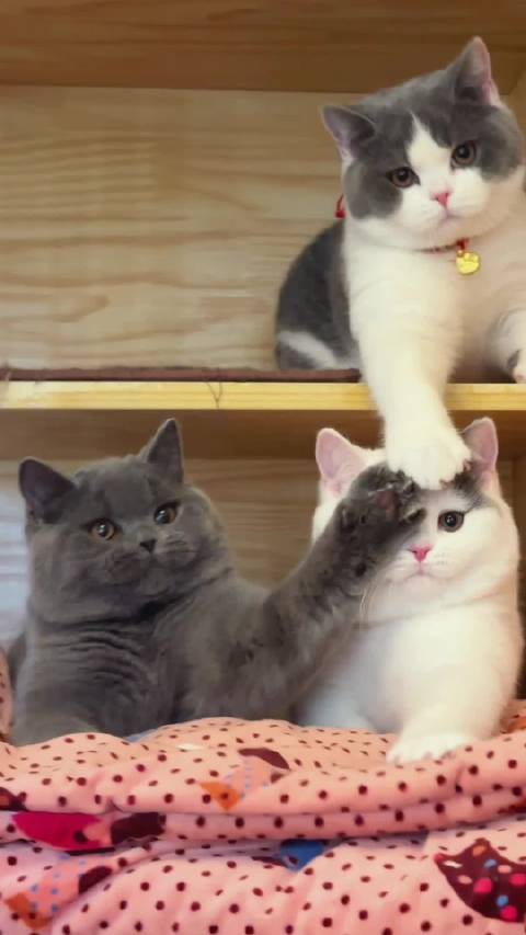 昨晚我听到一首铿锵有力疑似朝鲜出品的《金达莱》