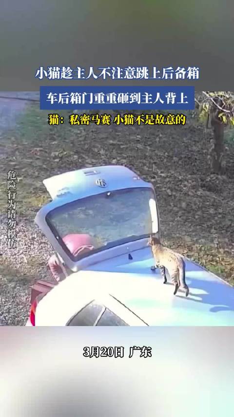 小猫跳上车箱门砸伤主人