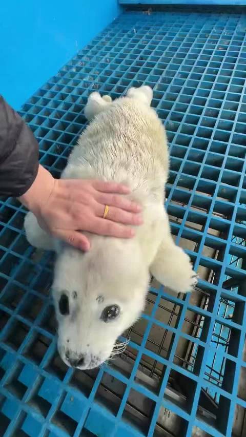 海豹是不是美人鱼养的小狗