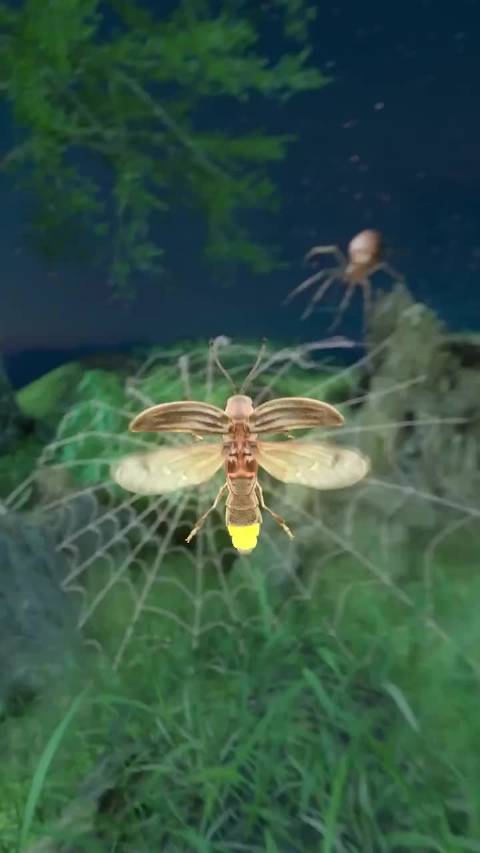 球形蛛Araneus ventricosus诱捕萤火虫策略研究登《当前生物学》