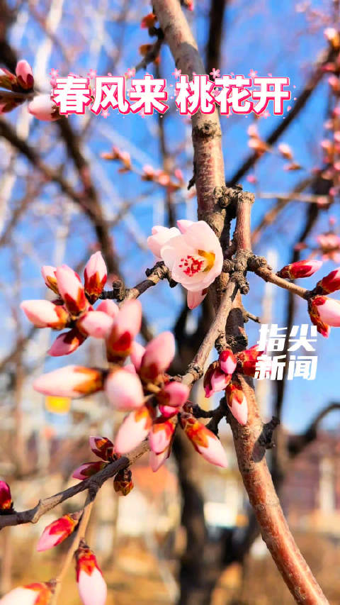 春风来，桃花开！沈阳的春天藏不住了
