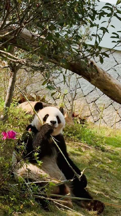 这么好吃的的艾伦，我可喜欢了