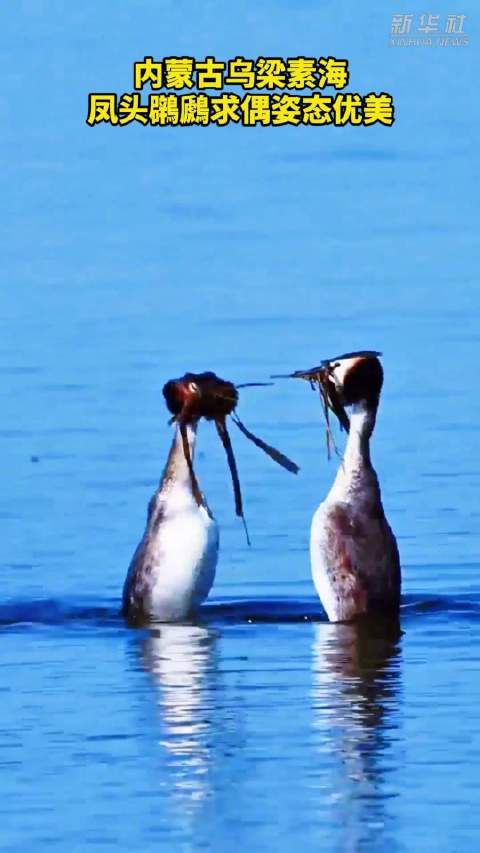 凤头鸊鷉求偶姿态优美
