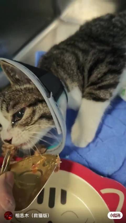 流浪猫水水手术成功，救助人呼吁继续支持