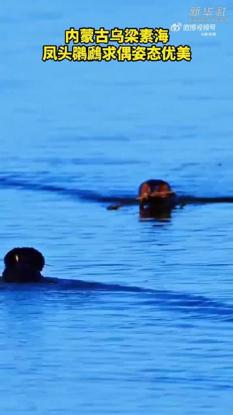 内蒙古乌梁素海凤头鸊鷉求偶上演水上芭蕾