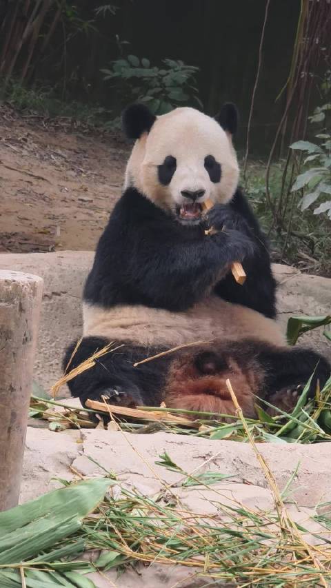 隆仔仔好可爱，喜欢仔仔 202510