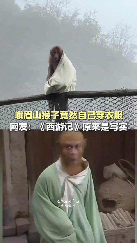 四川猴子会自己穿衣服