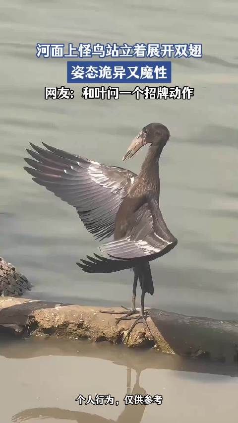 河面上怪鸟站立着展开双翅，姿态诡异又魔性，网友：和叶问一个招牌动作