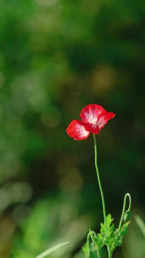 茨维塔耶娃诗中的爱情，共享无尽黄昏的宁静