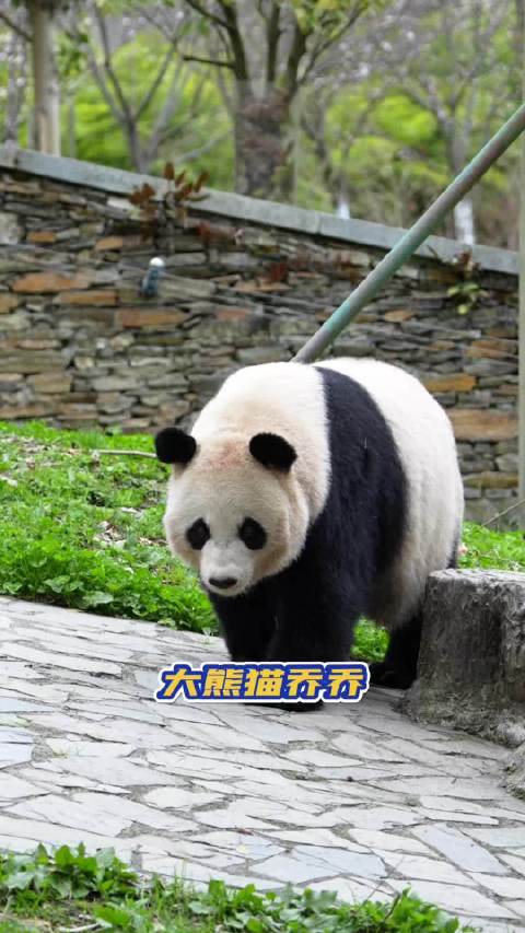 乔太后带着它家小九，姚家小八出关啦！大熊猫乔乔