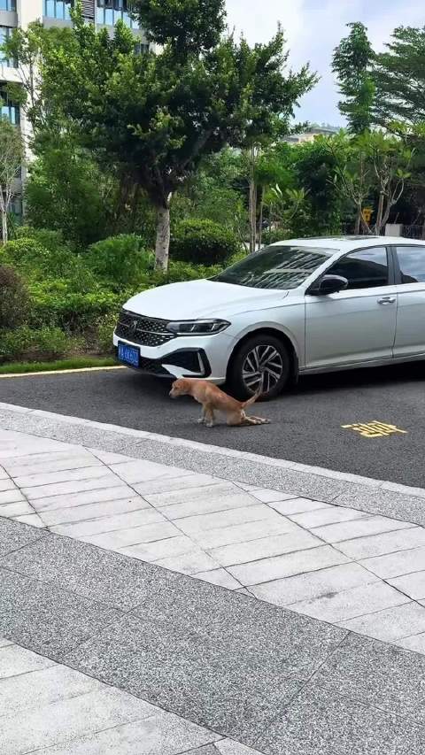 狗狗演技精湛获赞可纳入北影教材