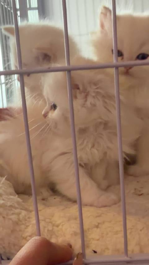 初见我的法拉利宝宝