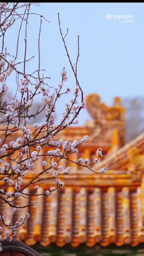 故宫杏花绽放成绝美画卷，成毅献声共赏春色
