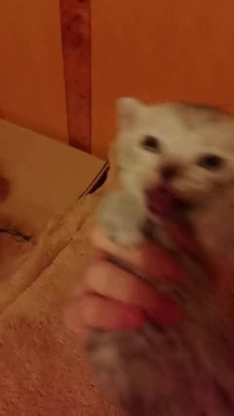 坤坤你看，这马上就是我的小猫了