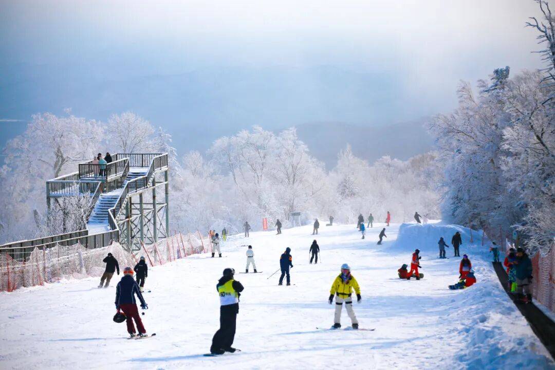 苏翊鸣生日当天夺中国队首金！跟着冬奥游冰城，哈尔滨滑雪正当时