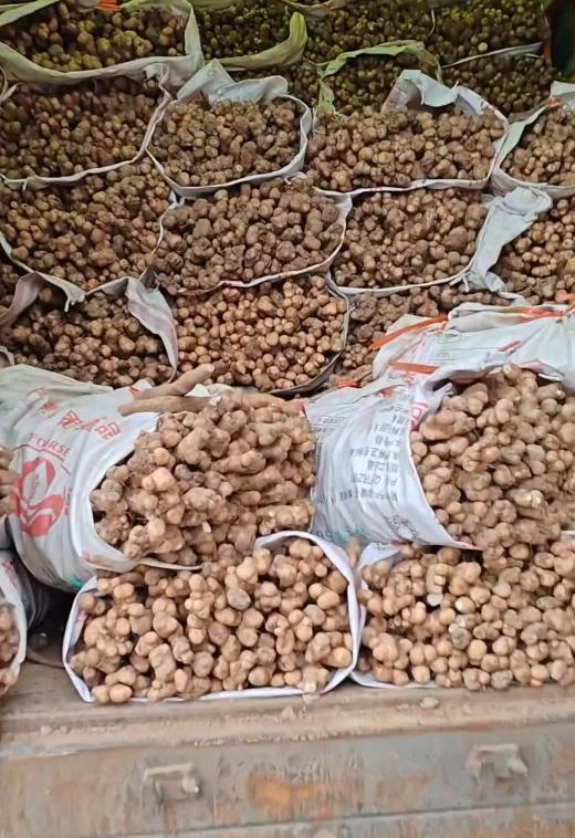 货车拉山药苗不能走绿通 司机有异议 山药苗不在免费范围