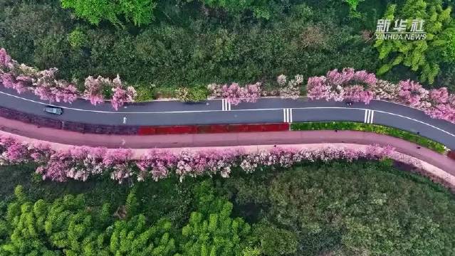 四川乐山十里桃花盛放，刘宇宁歌声伴赏