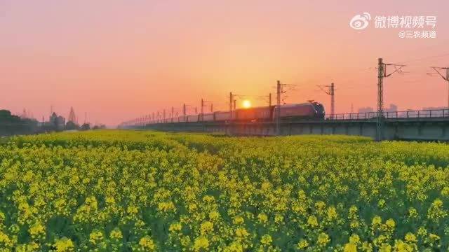 成毅歌声伴春日列车穿越临平油菜花海