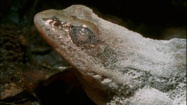 蛙版防冻剂 Antifreeze in a Frog 纪录片品鉴团