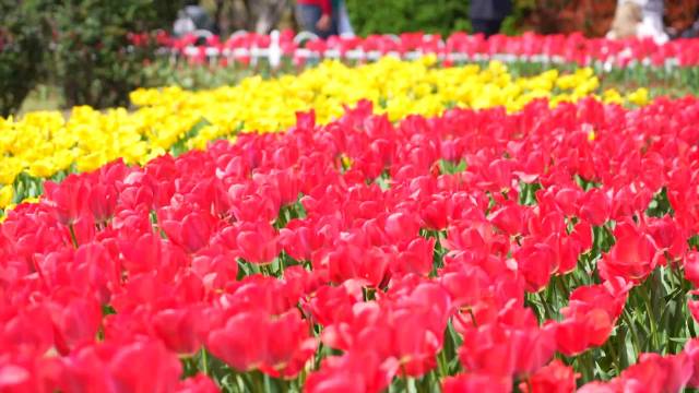 信阳百花园的郁金香开啦！好美！视频：信阳文旅推介官 苏醒
