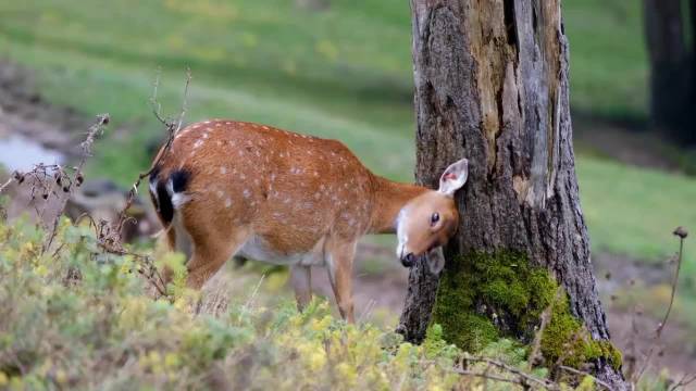 钢琴曲描绘晨光山林小动物跃然音符间