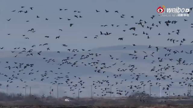 被春暖雁归来场面震撼到了