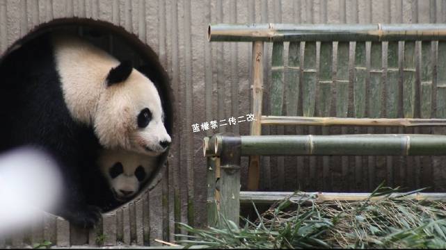 乔乔谨慎试探新丰容后允许二崽尝试