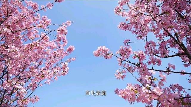 你在江南回眸一笑