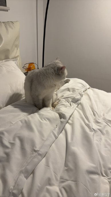 谁能拒绝小猫咪，而且叫它叫“雷佳音”૮₍♡♡₎ა