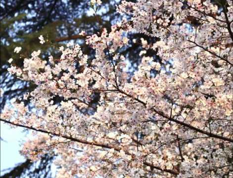 来看杭州信义坊的网红樱花女王树吧 可以在树下拍个照