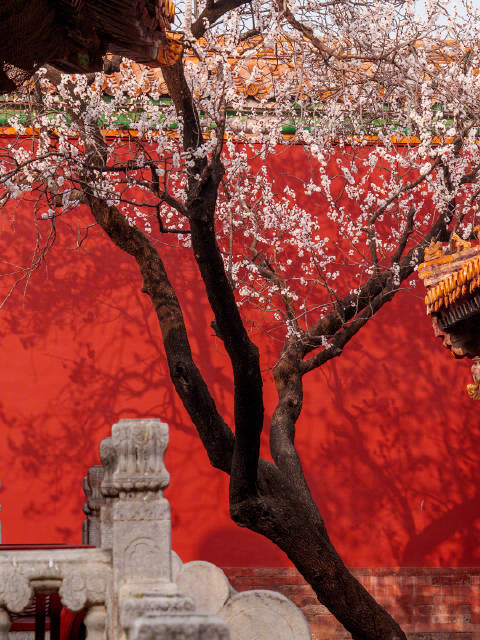 听周深歌声沉醉于故宫的春景