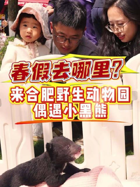 在合肥偶遇4只小黑熊干饭被合肥熊宝宝萌翻了