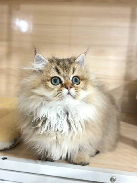 精品