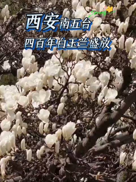 西安南五台四百年白玉兰盛放