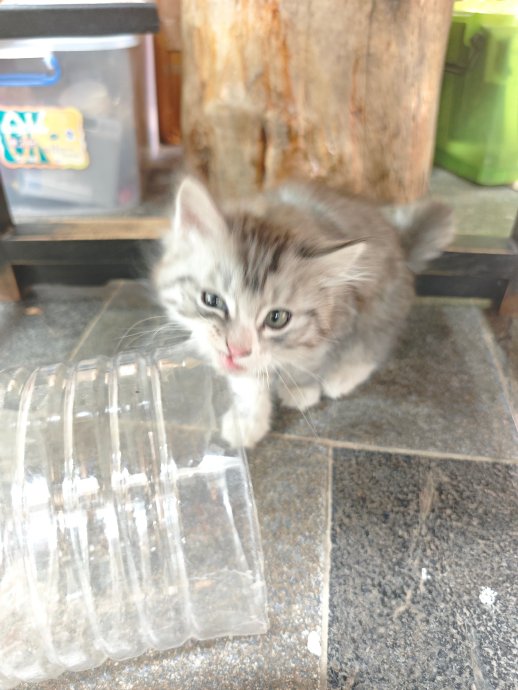 全网围观小猫“宕机”名场面，科学揭秘它们为何突然懵圈？