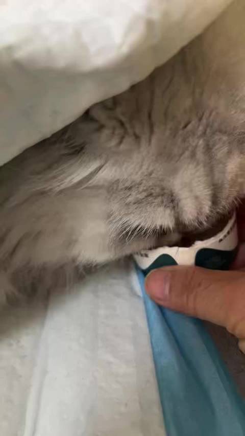 医院陪护八小时点滴,娜娜凌晨进食主人惊喜