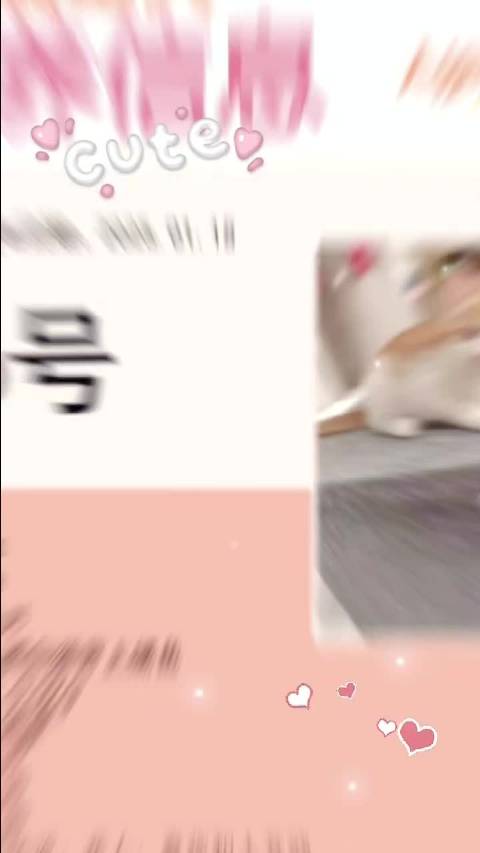 5月龄健康小猫娜娜寻领养，已完成驱虫疫苗接种